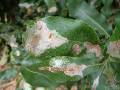 Macadamia leaf miner_2